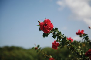 Flower 1